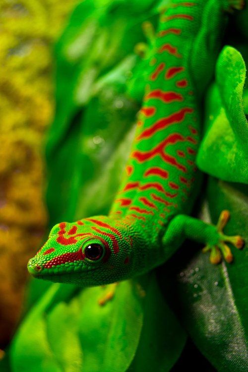A vibrant gecko clinging to a branch in a lush tropical environment