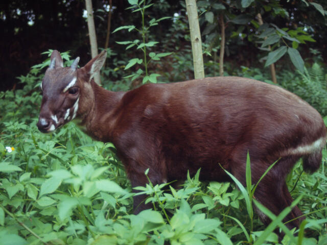 A rare glimpse of the Saola often called the Asian Unicorn