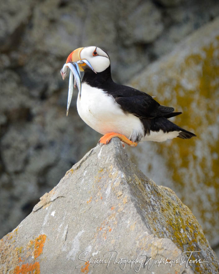 Atlantic Puffins returning to their nesting colony with beaks full of fish