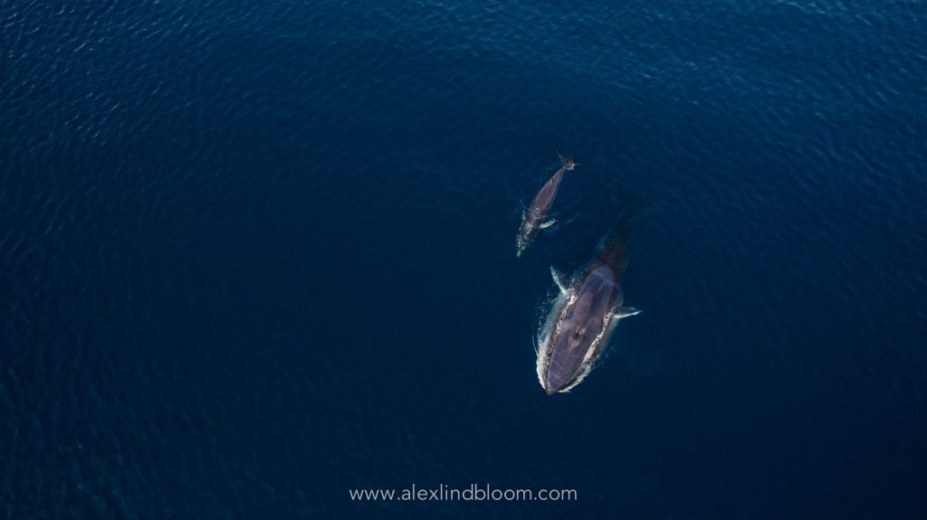 An Omuras Whale breaching showcasing its unique coloration
