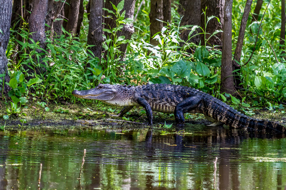 An American alligator lurks in the murky waters of a Florida swamp