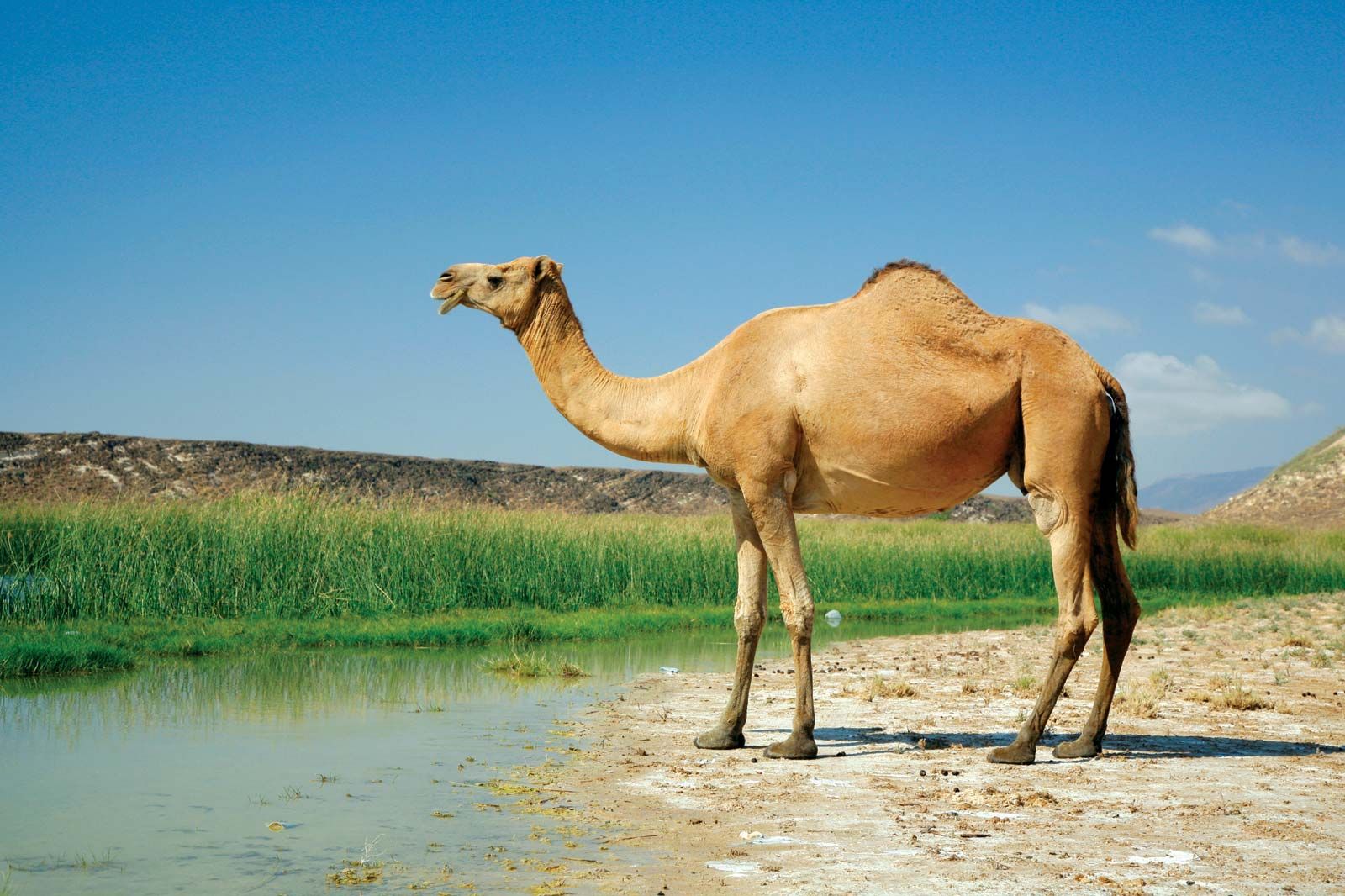 A camel the quintessential desert survivor conserving water efficiently