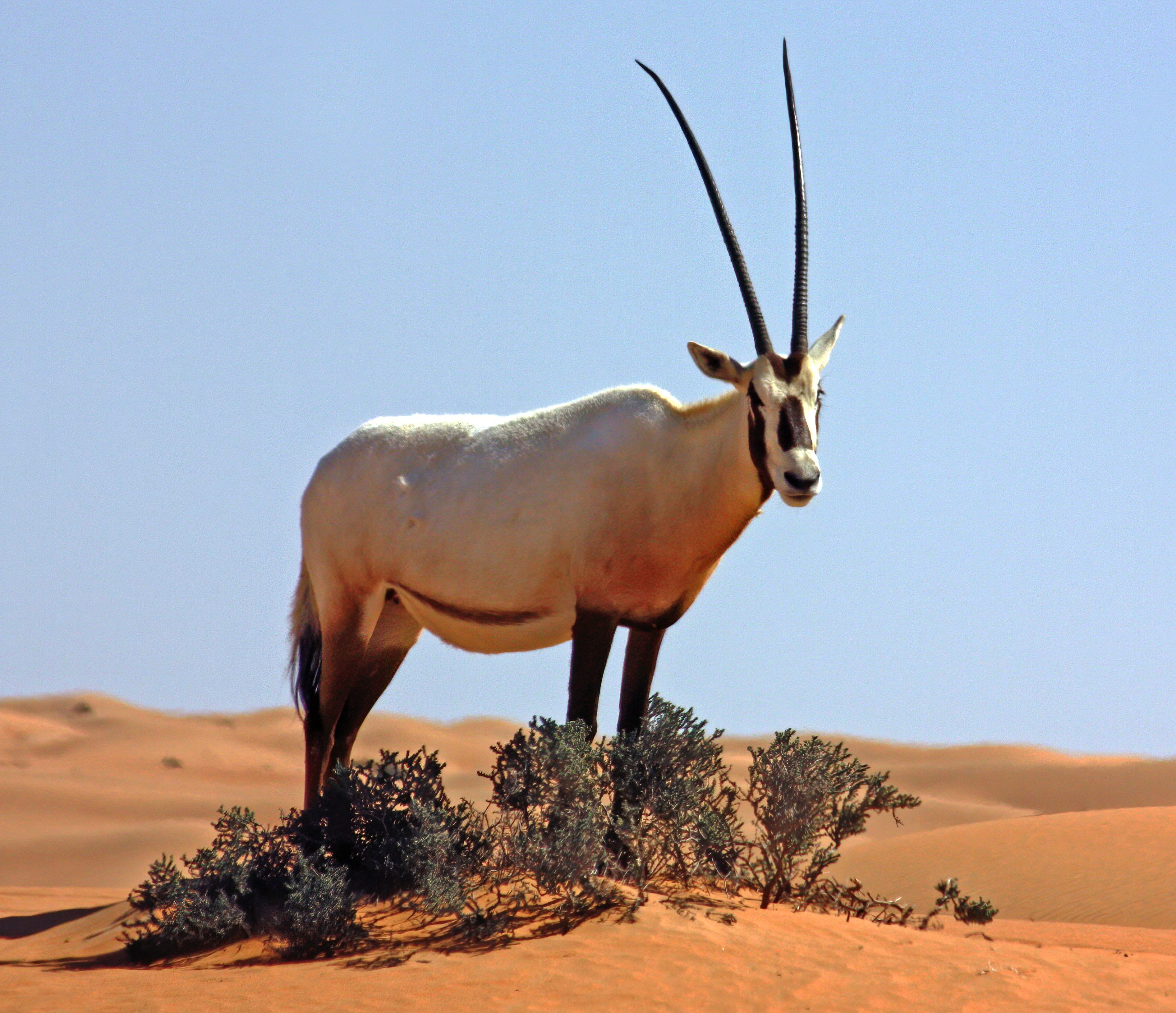 A hypothetical illustration of an oryx population evolving smaller horns in response to increasing desert temperatures