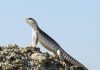 A desert iguana actively basking to raise its body temperature