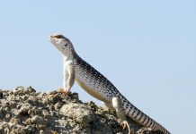 Cold Blooded Animals: A Complete Guide to Ectotherms A desert iguana actively basking to raise its body temperature