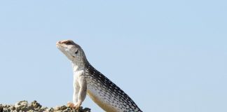 A desert iguana actively basking to raise its body temperature
