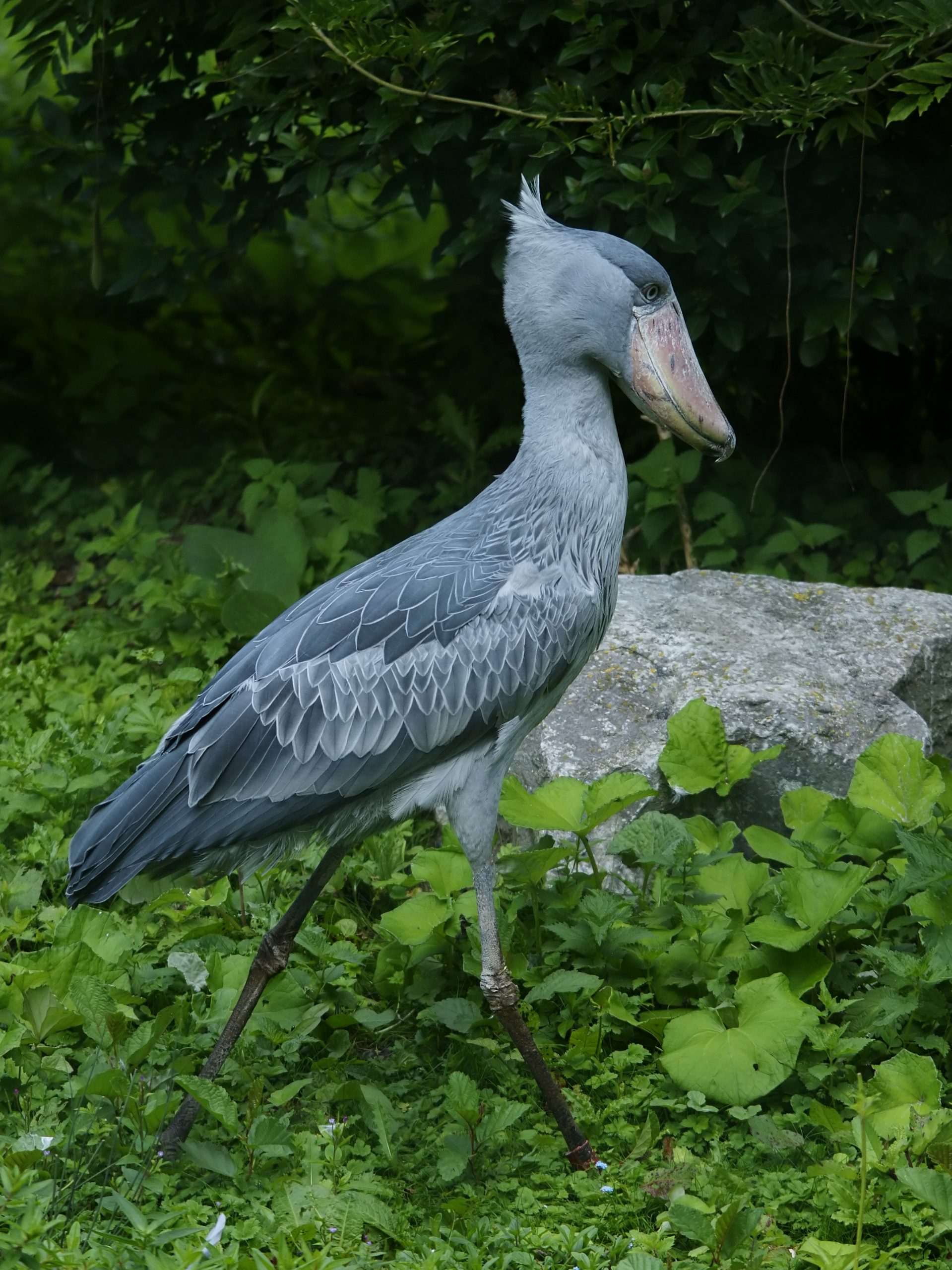 A Shoebill Stork with its distinctive shoeshaped beak