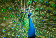 The Secret Lives of Animals: Uncovering Mating Rituals Across Species A peacock displaying its vibrant feathers during a mating ritual