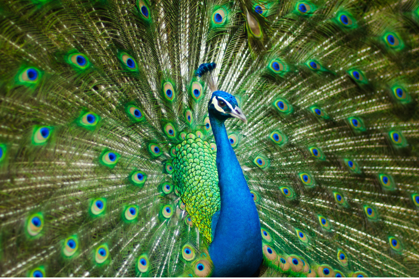 A peacock displaying its vibrant feathers during a mating ritual