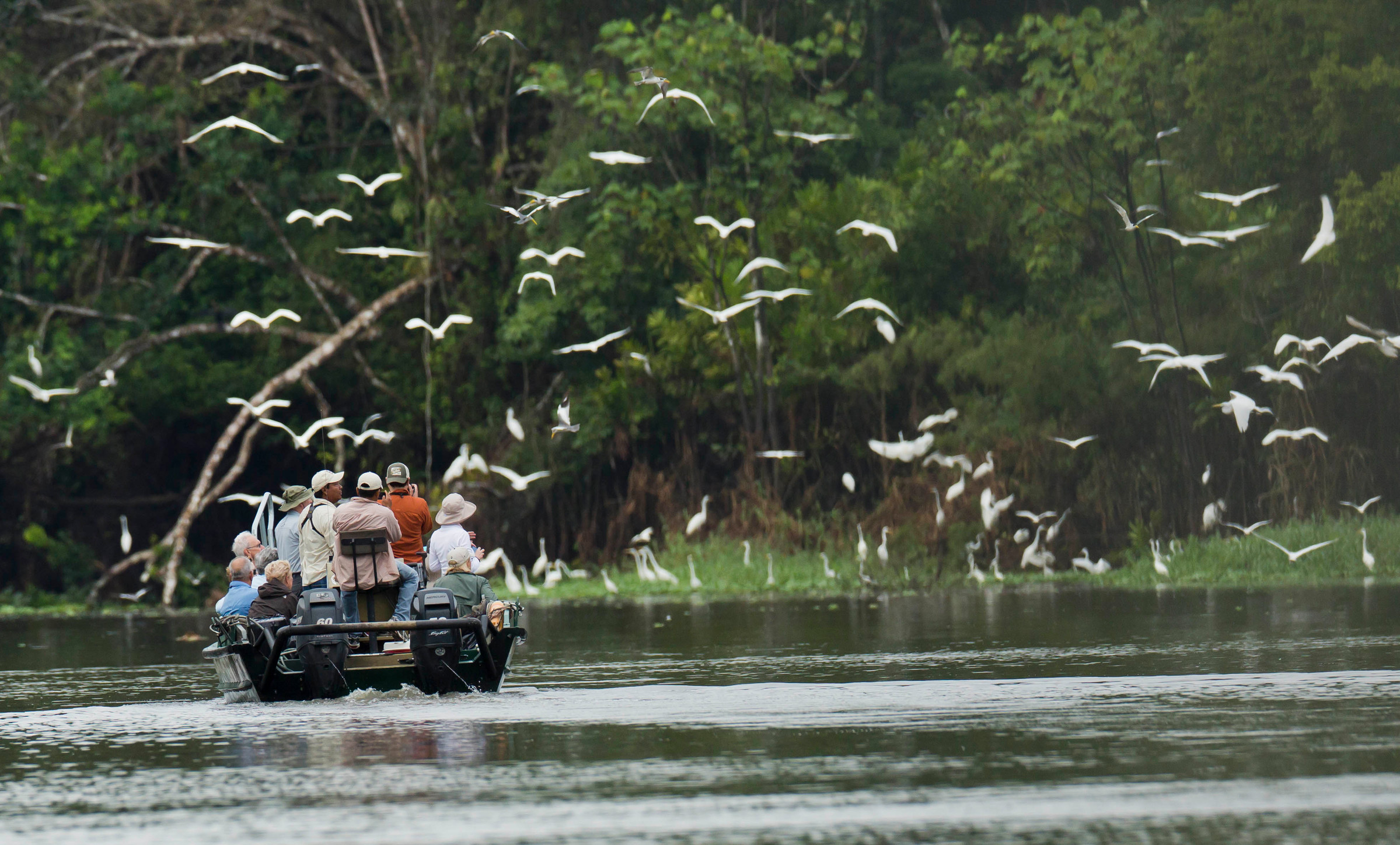 The vibrant birdlife in Amazonian wetlands