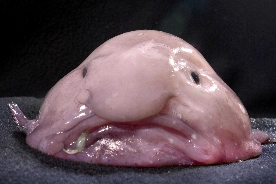 The blobfish often cited as one of the worlds ugliest animals appears drastically different in its natural deepsea habitat