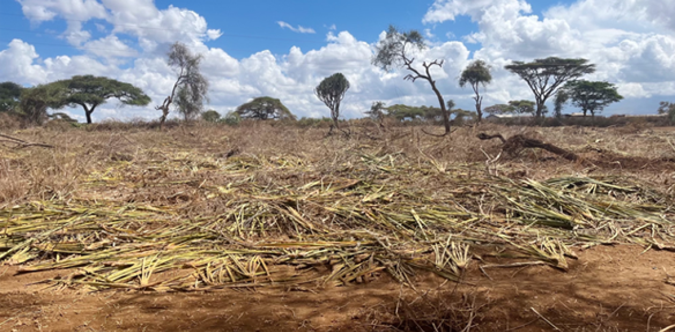 Deforestation encroaching on zebra habitat in the African savanna