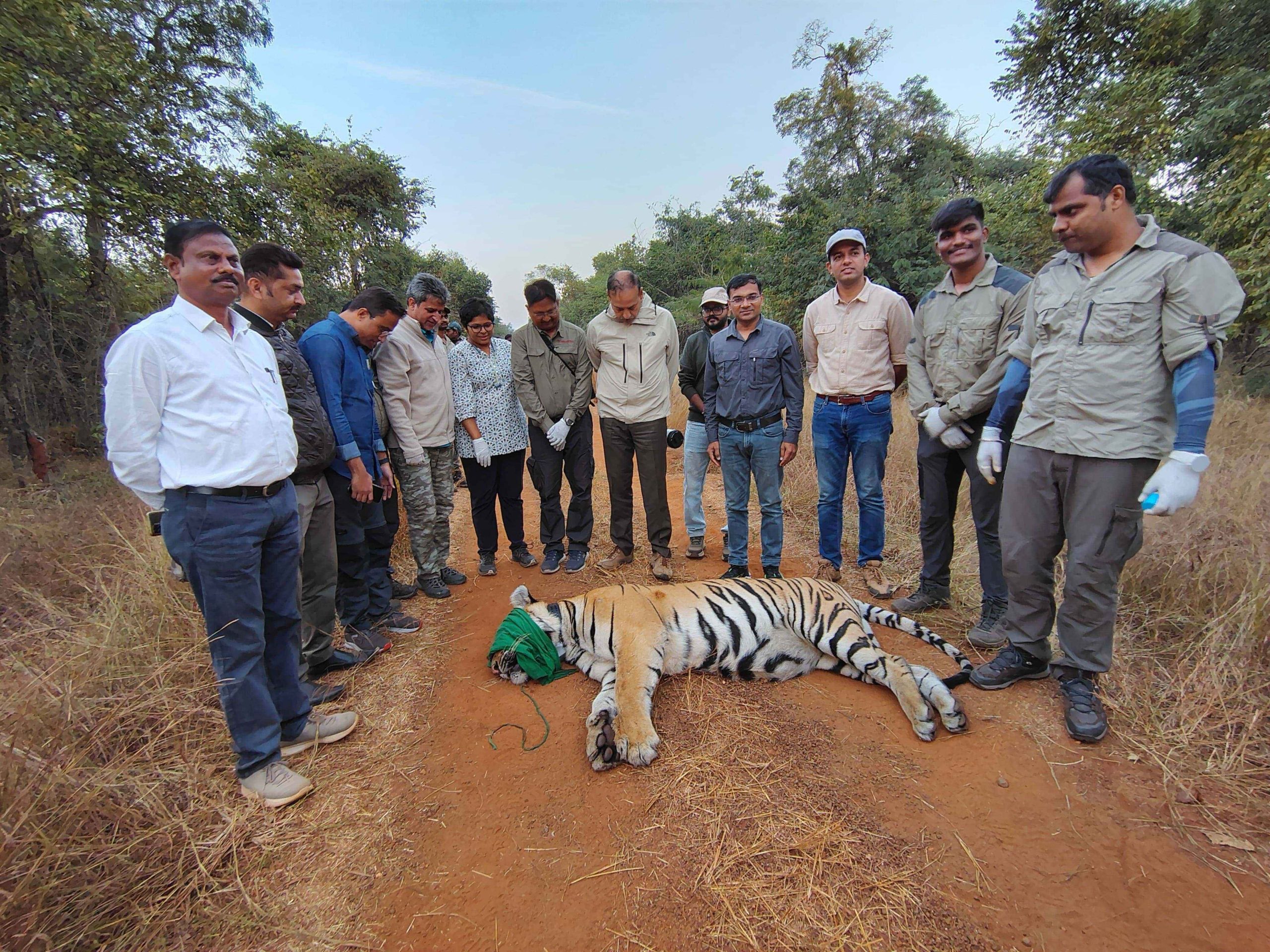 Wildlife conservationists tracking a tiger in India to monitor its movements and protect it from poaching