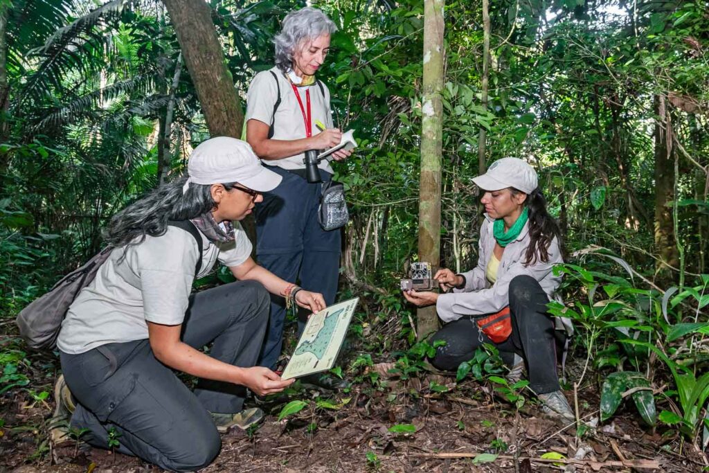 Global conservation efforts in the Amazon Rainforest