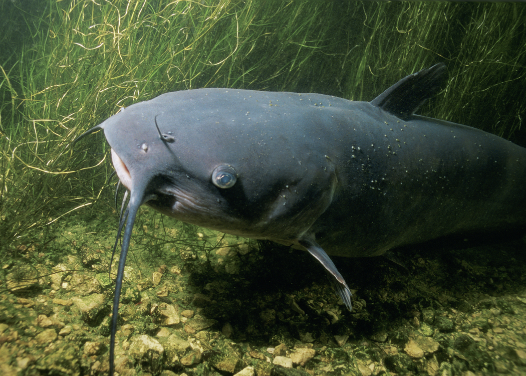 A channel catfish swimming in a clear freshwater river