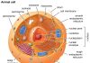 The Evolution of Animal Cells: Unlocking the Secrets of Life Illustration of a eukaryotic cell showing various organelles