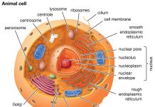 The Evolution of Animal Cells: Unlocking the Secrets of Life Illustration of a eukaryotic cell showing various organelles