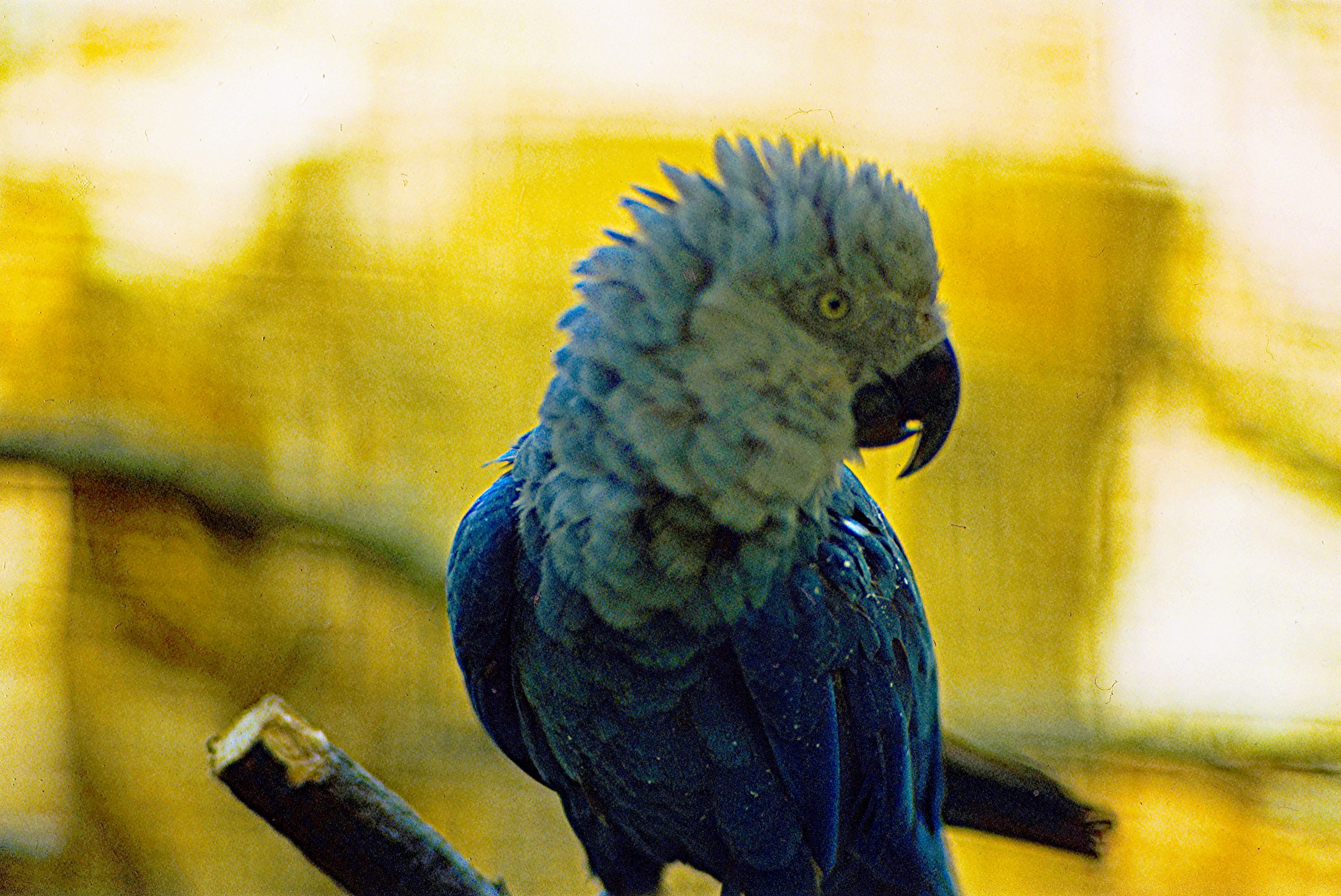A Spixs Macaw a vibrant blue bird perched on a branch
