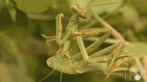 A praying mantis during its mating ritual