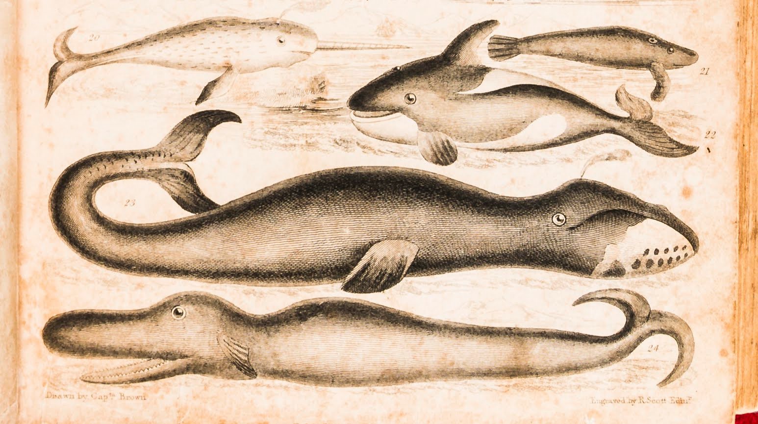 A historical illustration of a whale showcasing early attempts to document marine life