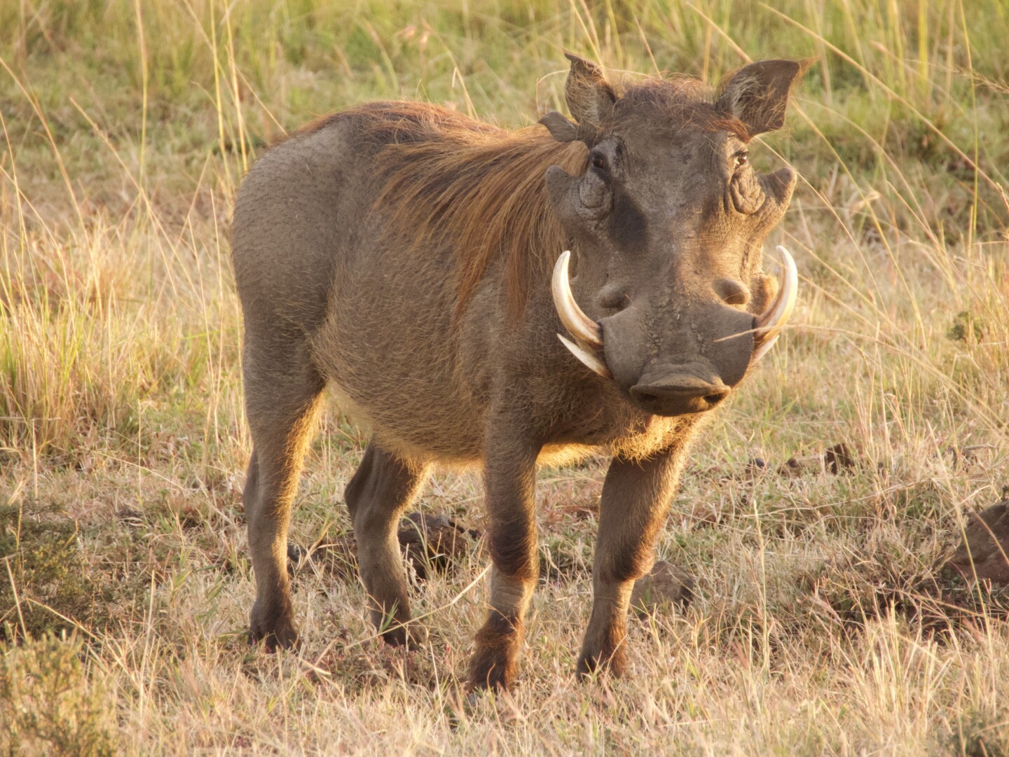 A Warthog blending into the dry grasses of the African savanna
