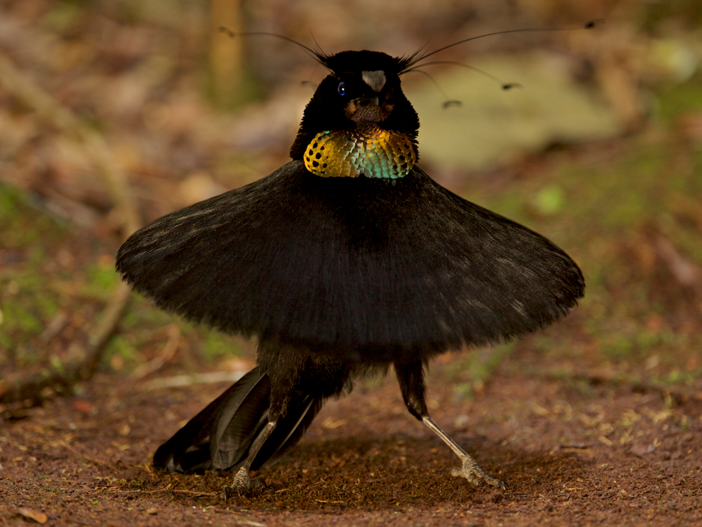 A bird of paradise showcasing its elaborate mating dance