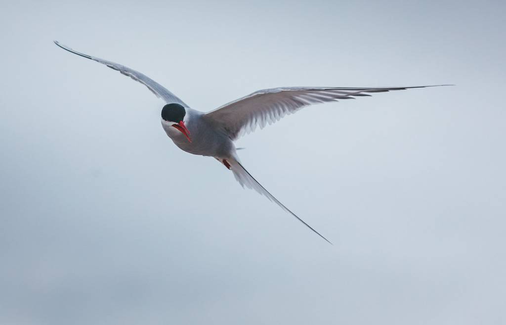 Arctic tern during its impressive migration