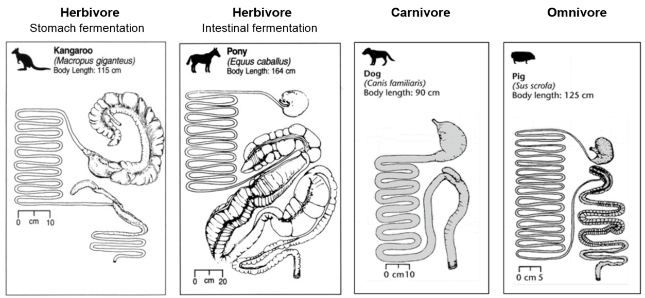 Comparison of digestive systems in omnivores and carnivores