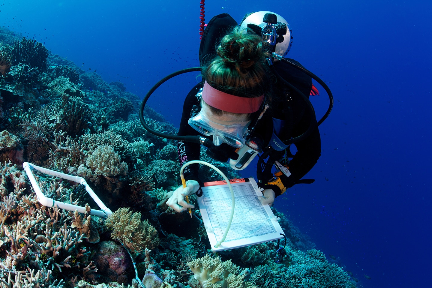 Marine biologists conducting research on coral reefs highlighting the importance of scientific study and conservation efforts