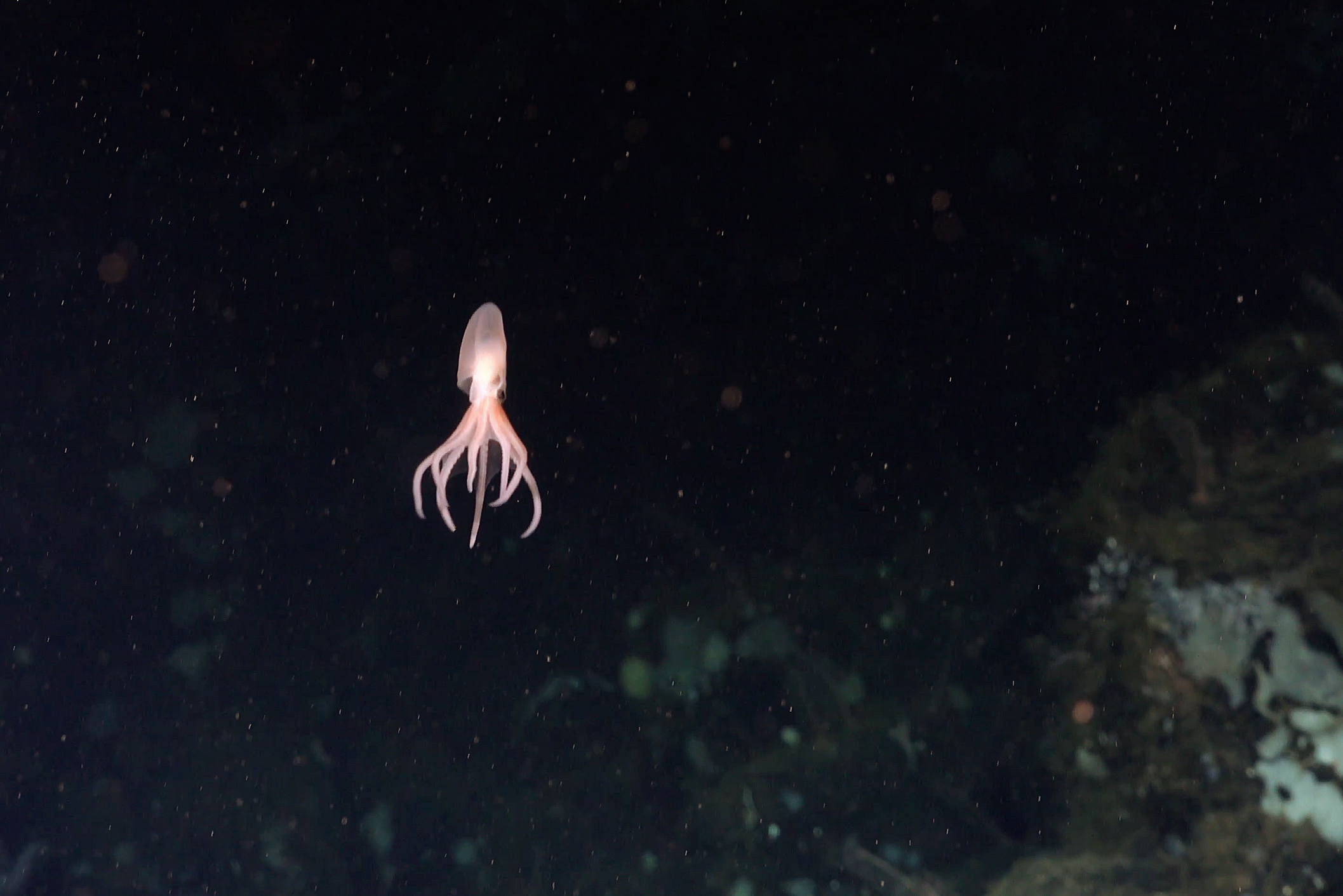 A deepsea octopus a master of surviving highpressure environments