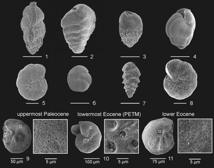 Microscopic image of fossil foraminifera shells showing evidence of dissolution due to ocean acidification during the PETM