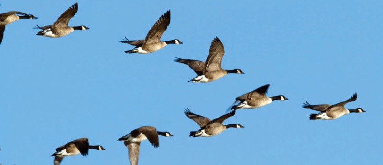 A large flock of Canada Geese flying in a classic Vformation during their annual migration
