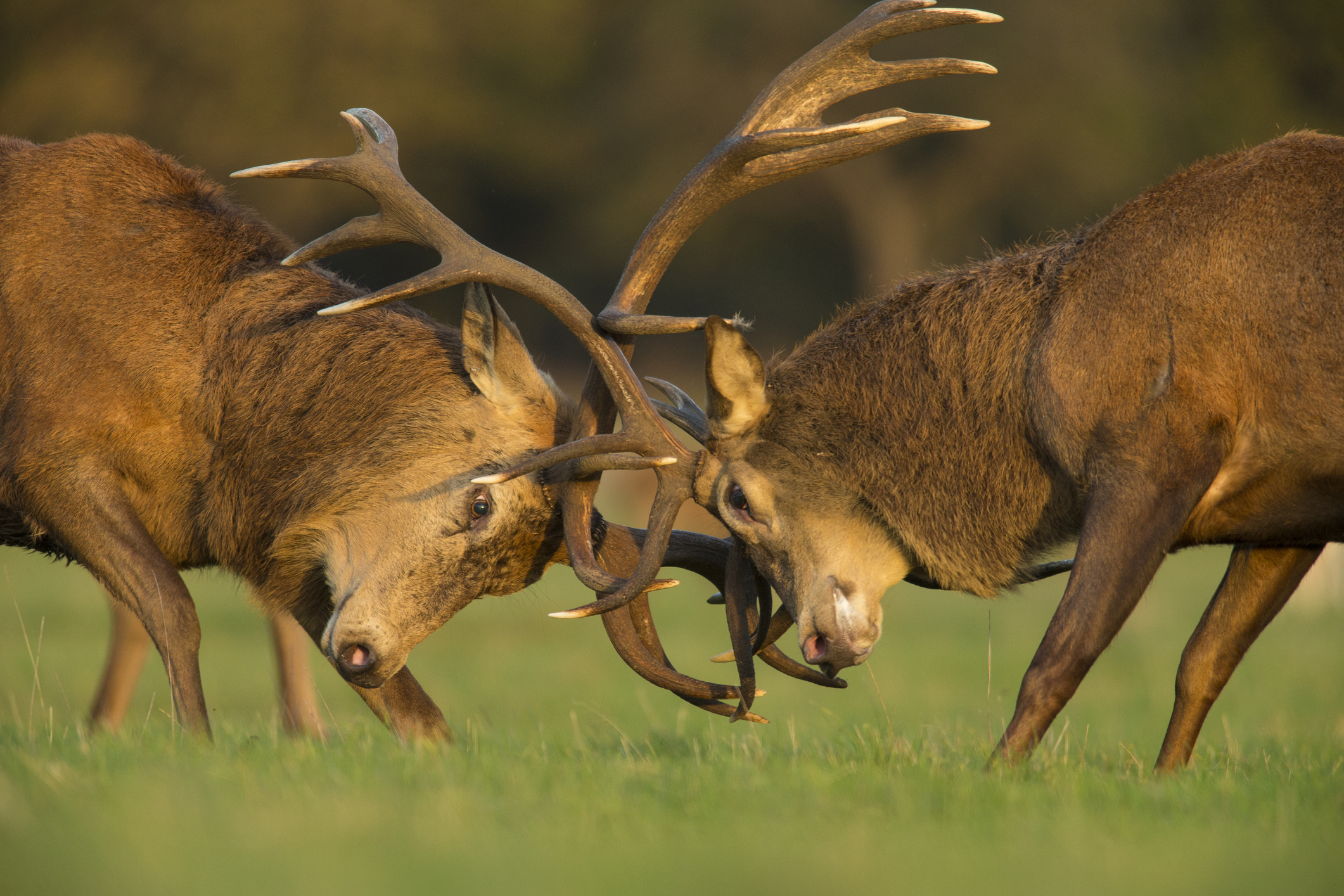 A red deer showcasing antler clashes during the rutting season