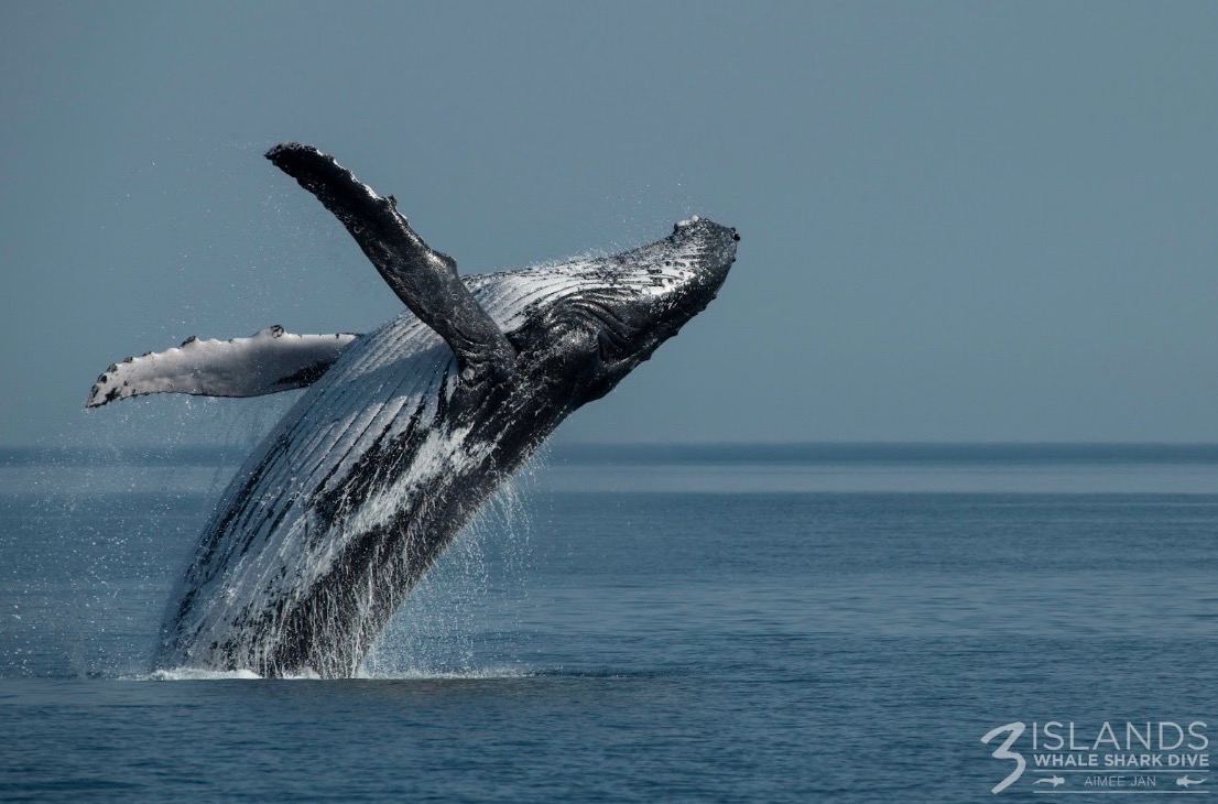 A majestic humpback whale breaching the surface showcasing its immense size and power