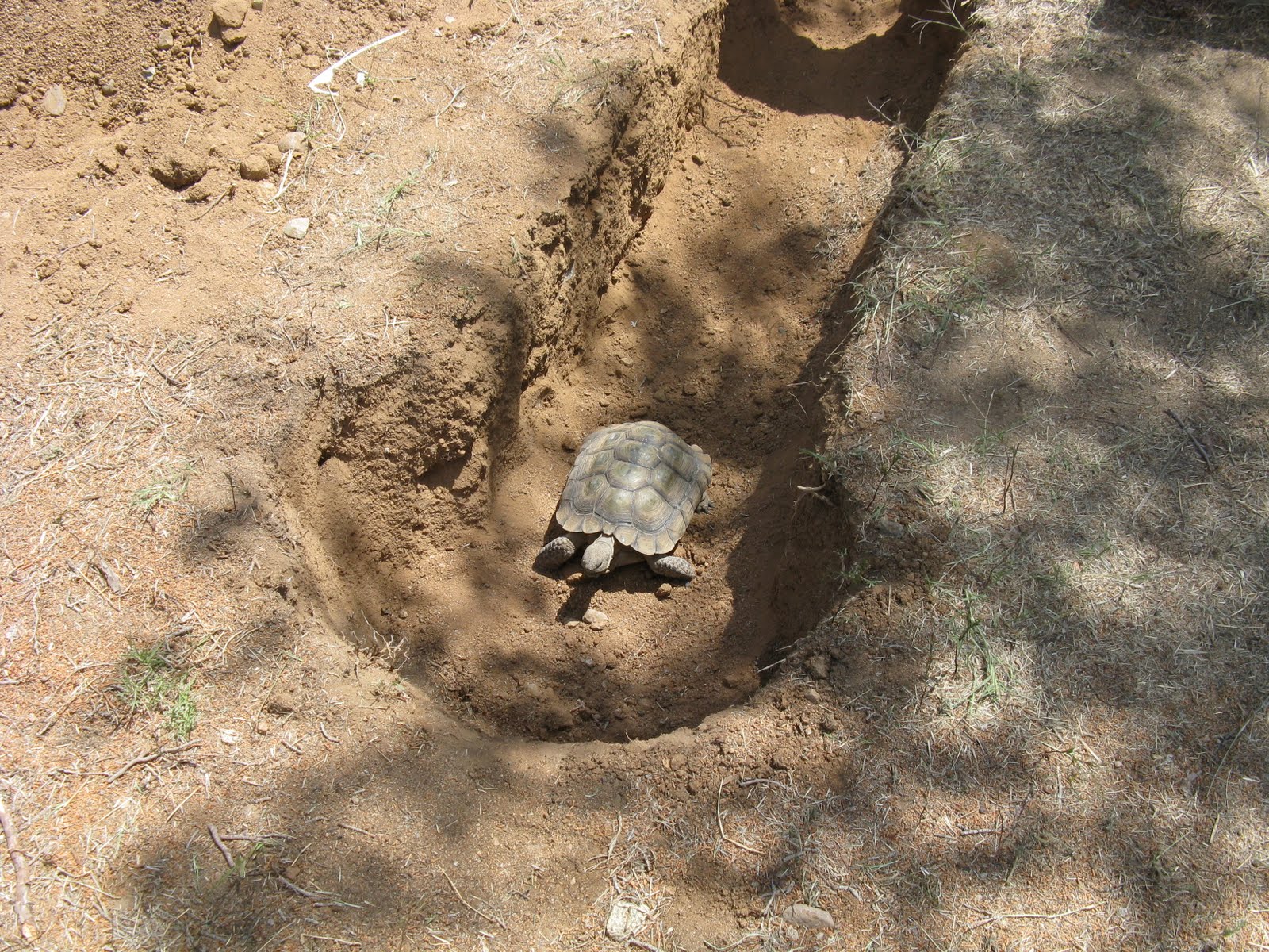 The entrance to a desert tortoise burrow providing crucial shelter from the heat