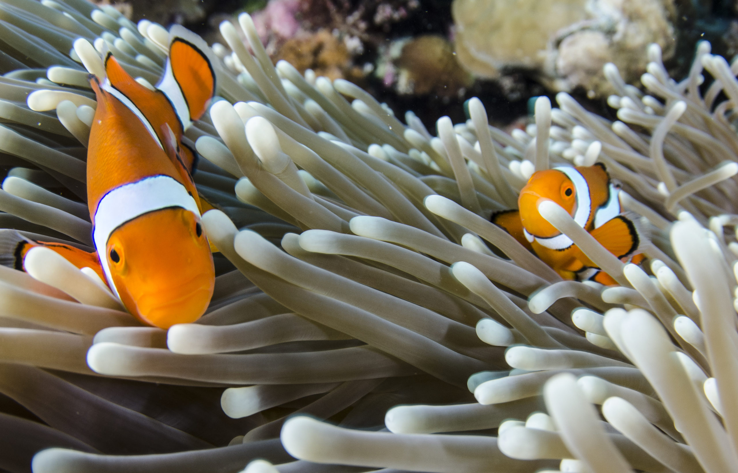 A clownfish nestled amongst the stinging tentacles of a sea anemone demonstrating a mutualistic symbiotic relationship