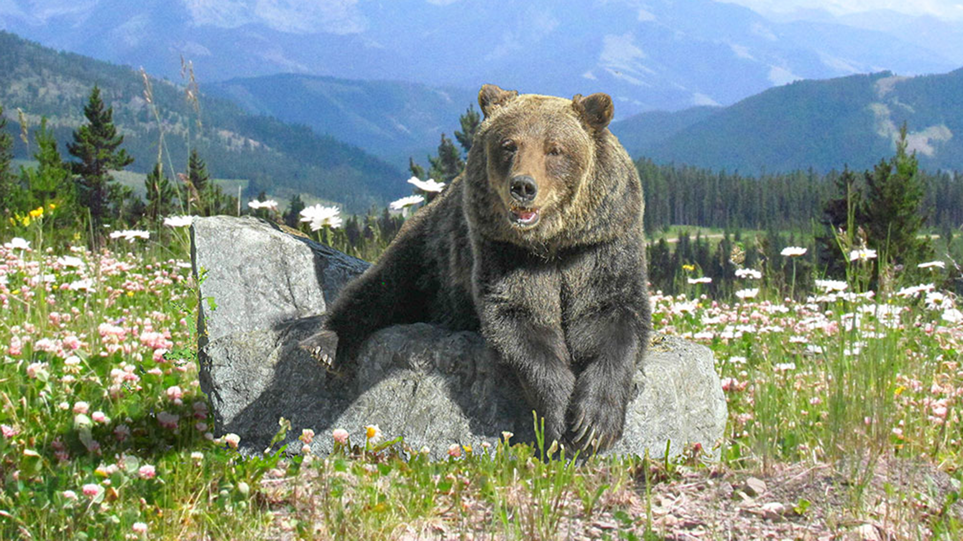 Bears contribute to ecosystem balance through their diverse diet
