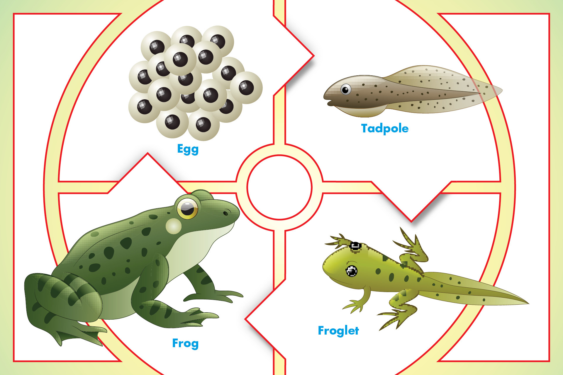 The remarkable metamorphosis of a frog showcasing its dual life stages