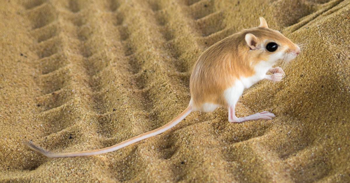 A kangaroo rat a master of water conservation showcasing its cheek pouches filled with seeds