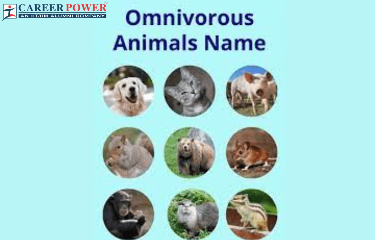 Examples of common omnivores including bears humans and more