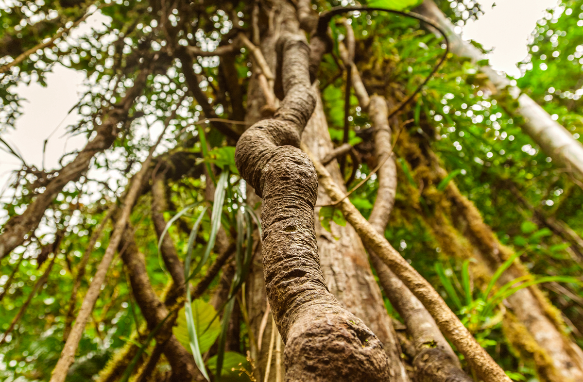 The sacred Ayahuasca vine used in traditional healing rituals