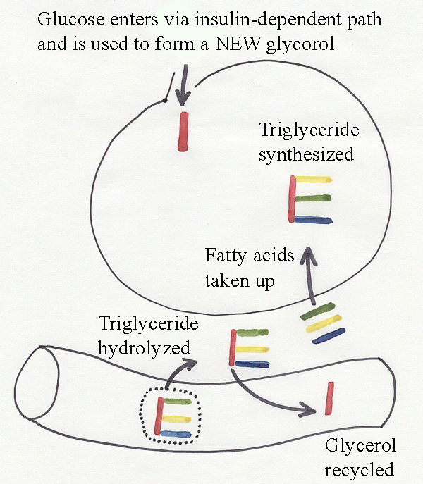 Illustration depicting how camels metabolize fat reserves to produce water carbon dioxide and energy