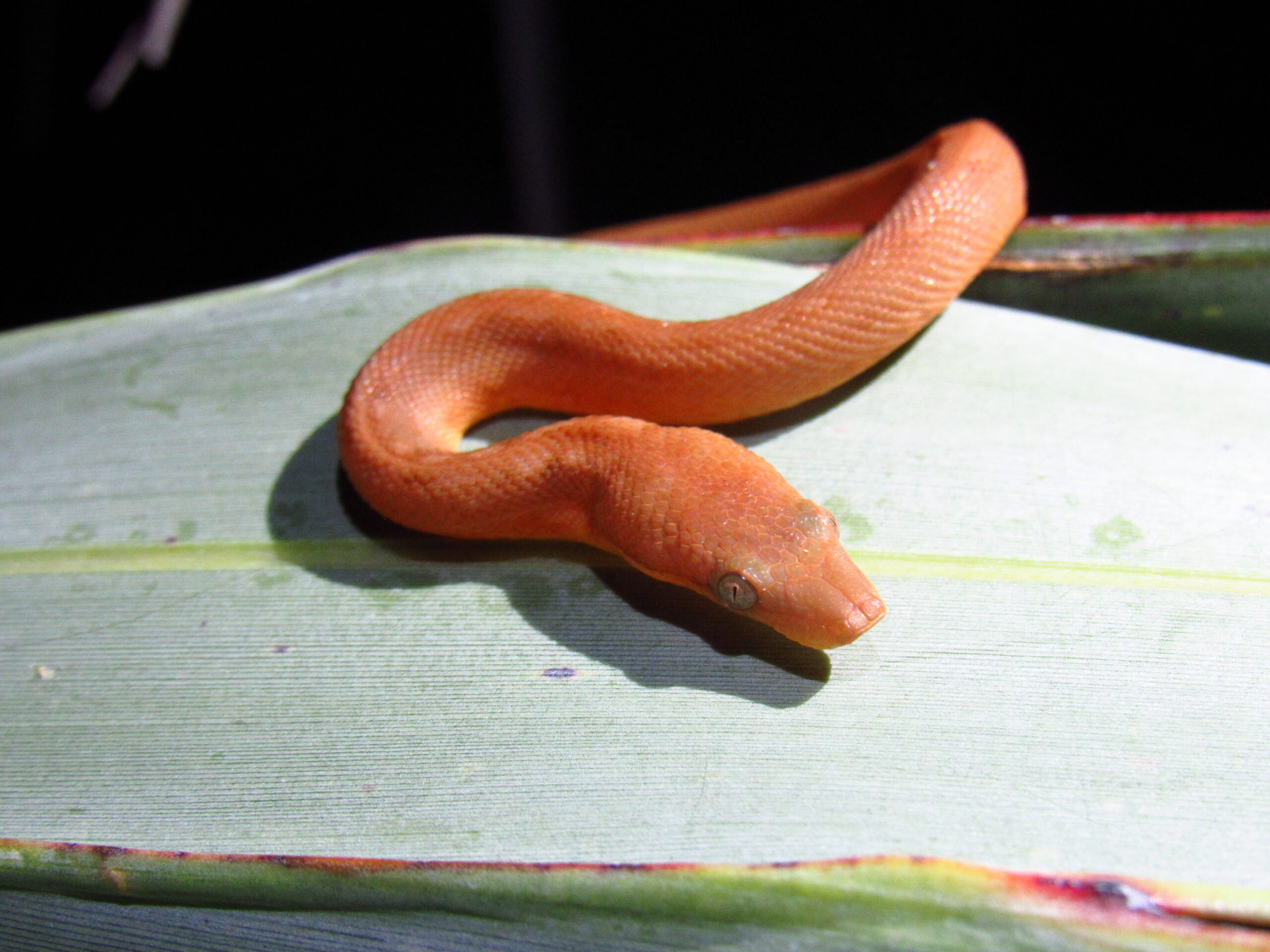 A Round Island Keelscaled Boa showcasing its distinctive pattern and coloration