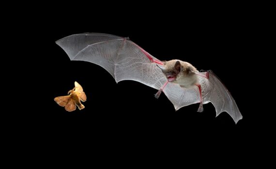 Bats helping control insect populations at night