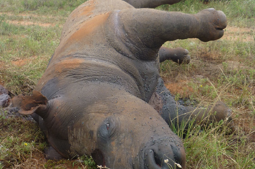 A heartbreaking scene of a rhino poached for its horn in Africa