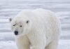 Animal Adaptations: How Creatures Thrive in Extreme Environments A polar bears thick fur and blubber are critical adaptations for Arctic survival