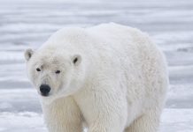 Animal Adaptations: How Creatures Thrive in Extreme Environments A polar bears thick fur and blubber are critical adaptations for Arctic survival
