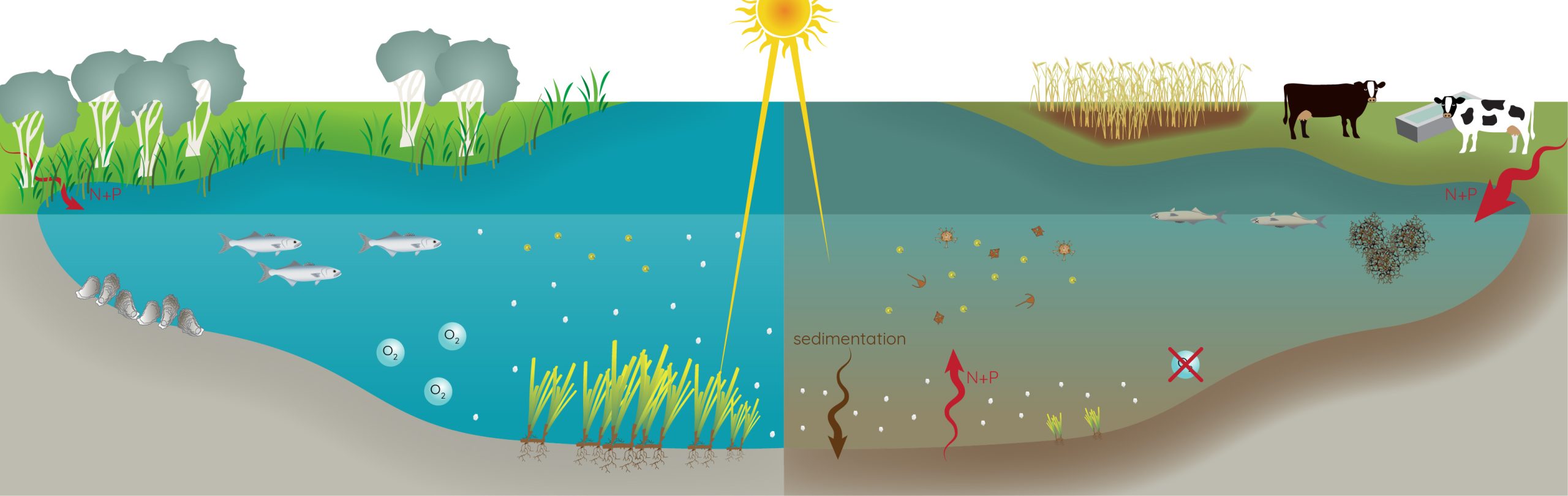 A diagram illustrating the mixing of freshwater and saltwater in an estuary