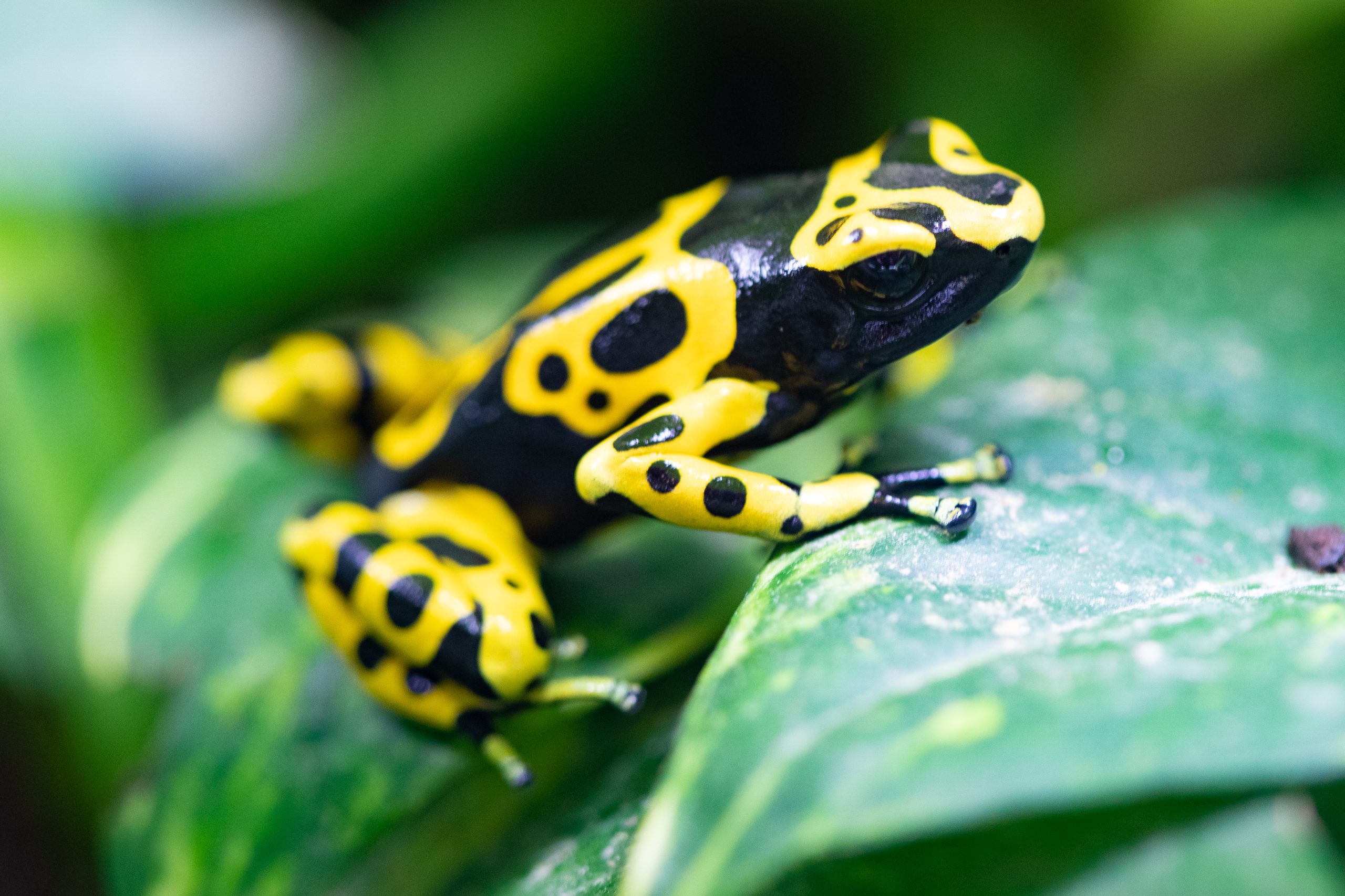 A brightly colored poison dart frog resting on a lush green leaf showcasing its warning coloration
