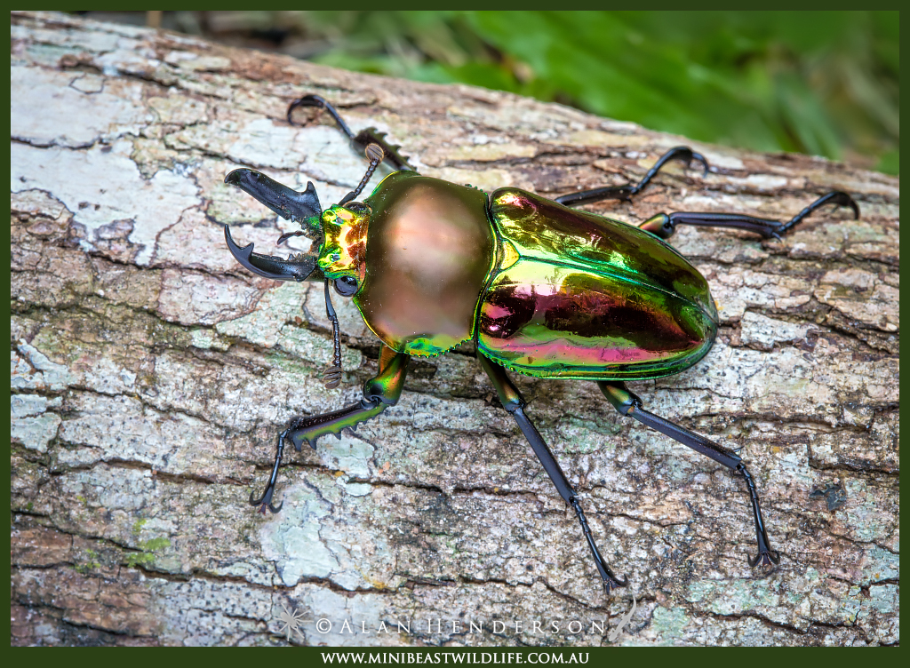 A stunning rainbow beetle displaying its iridescent colors on a rainforest leaf